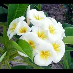 Meet your Posher, Arwa